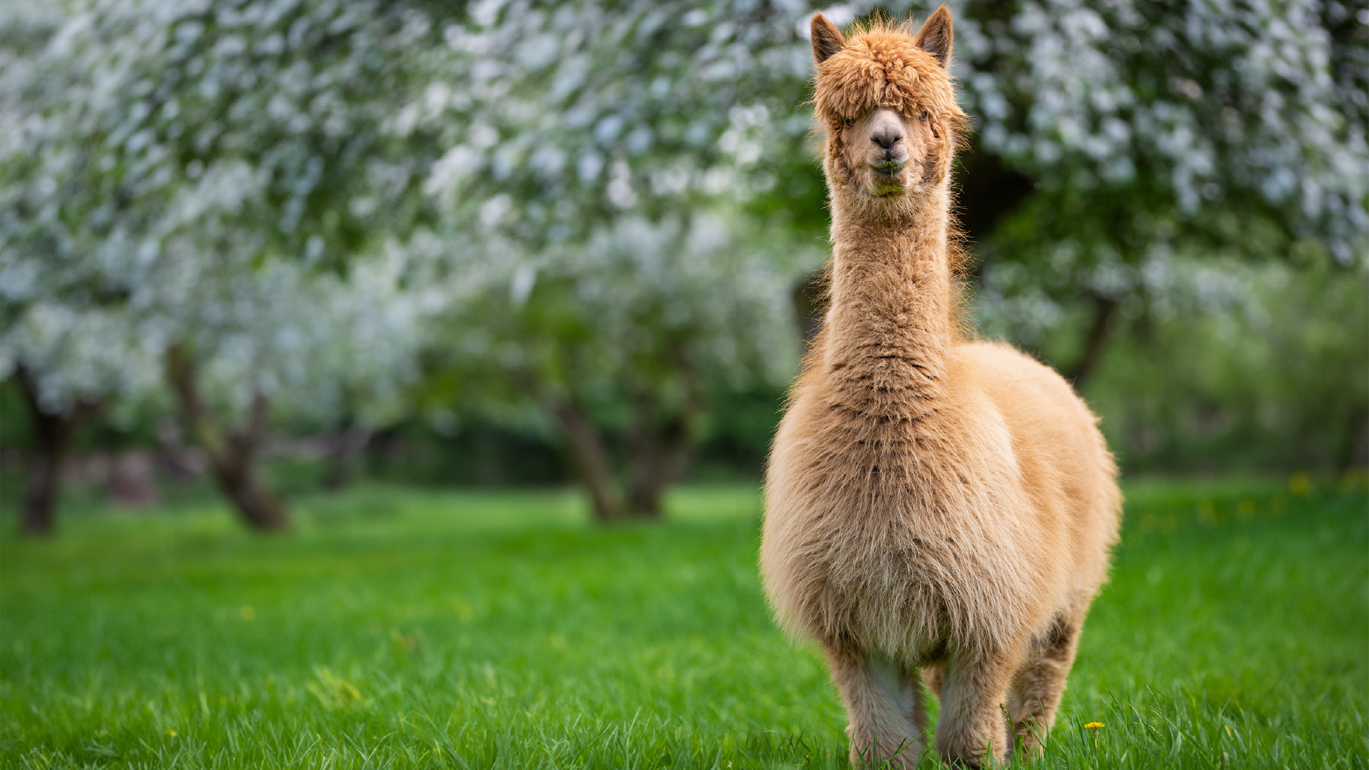Ein Alpaka mit kurzen Beinen und dichtem Schopf steht auf einer grünen Wiese