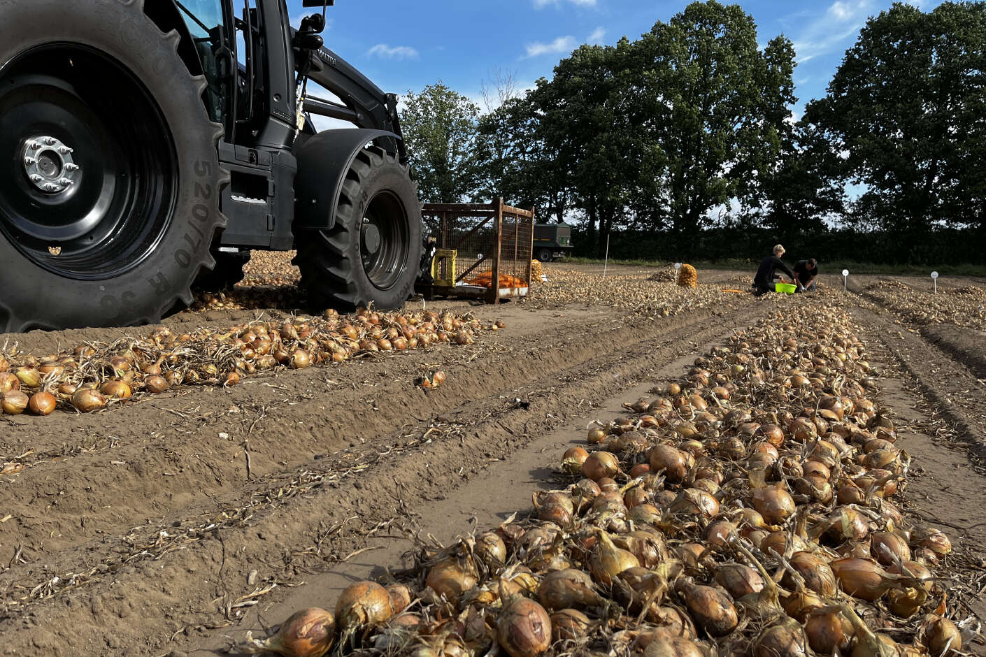 Traktor auf Feld mit geernteten und in Reihe gelegten Zwiebeln