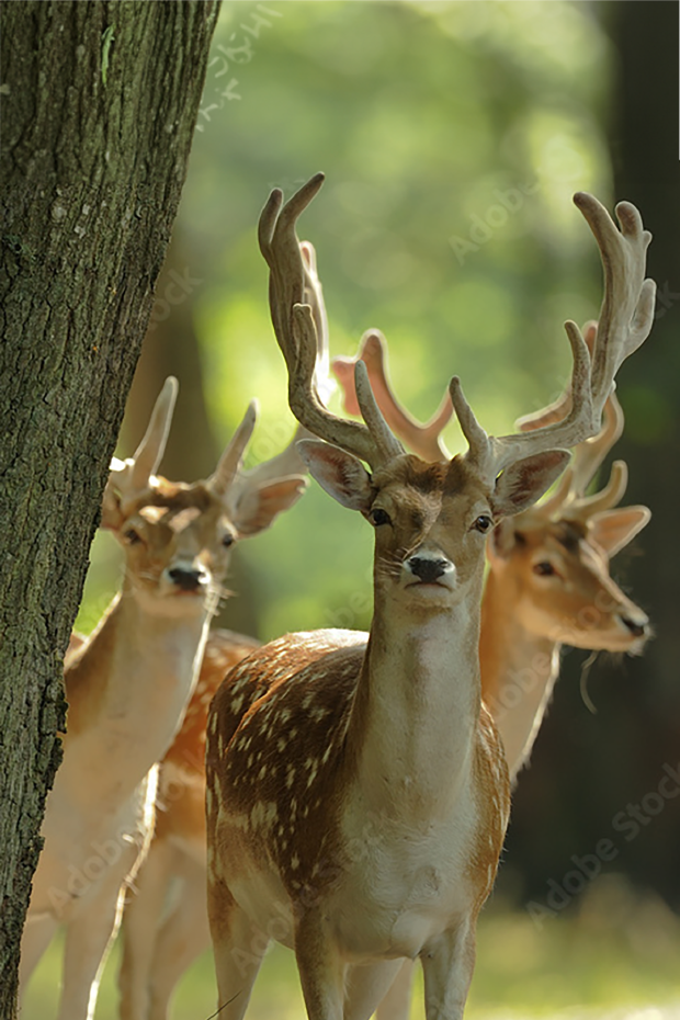 Drei Hirsche schauen hinter einem Baum hervor