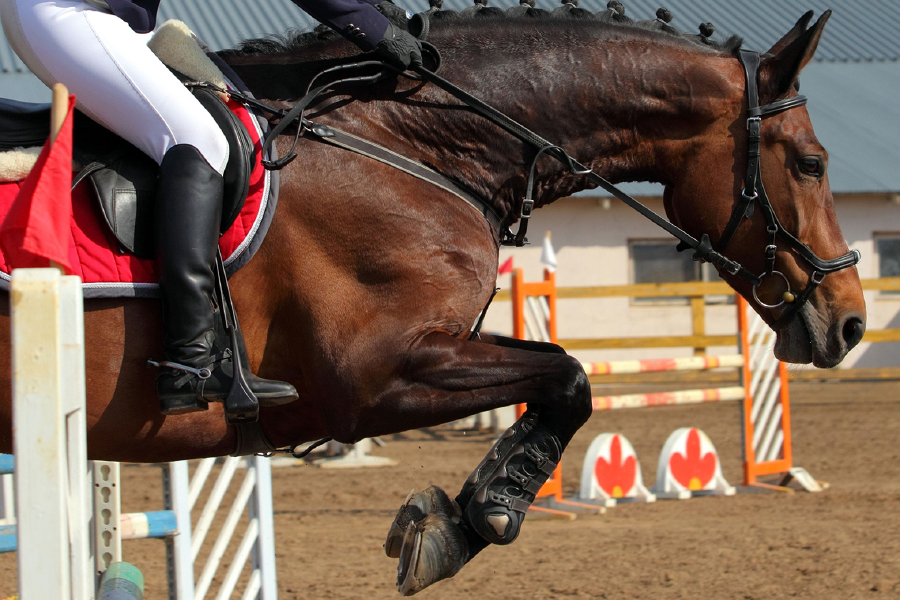 Sportpferd beim Springen