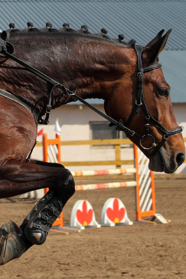 Ein braunes Sportpferd beim Springen über einen Sprung als Ausschnitt 