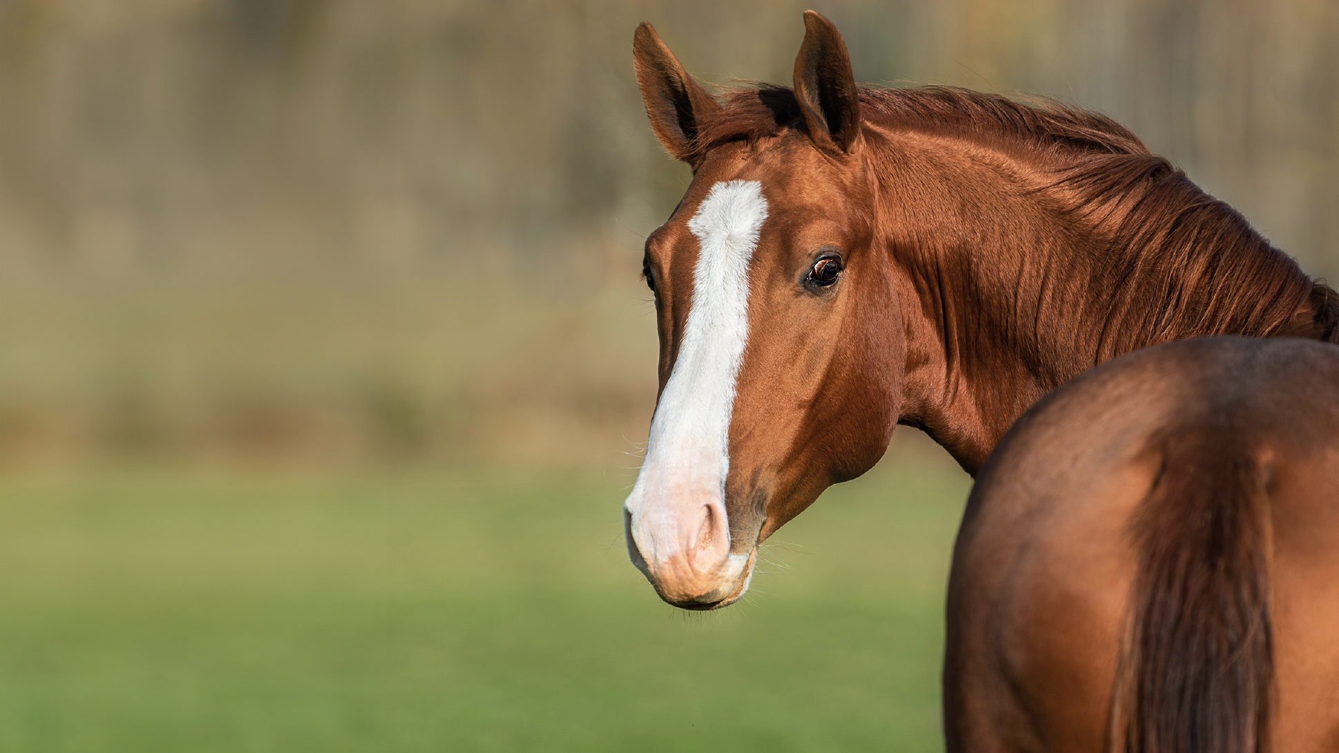 Pferd auf Wiese