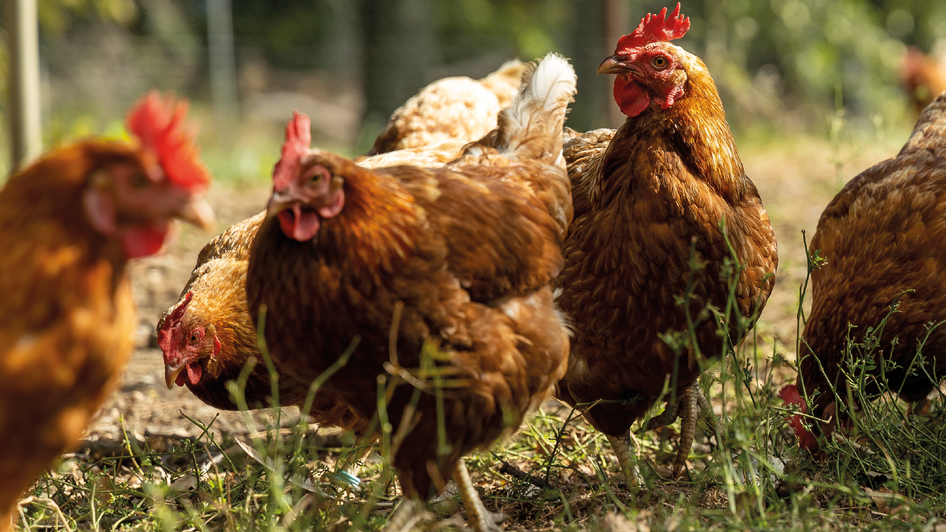 Eine Gruppe von Legehennen picken im Gras