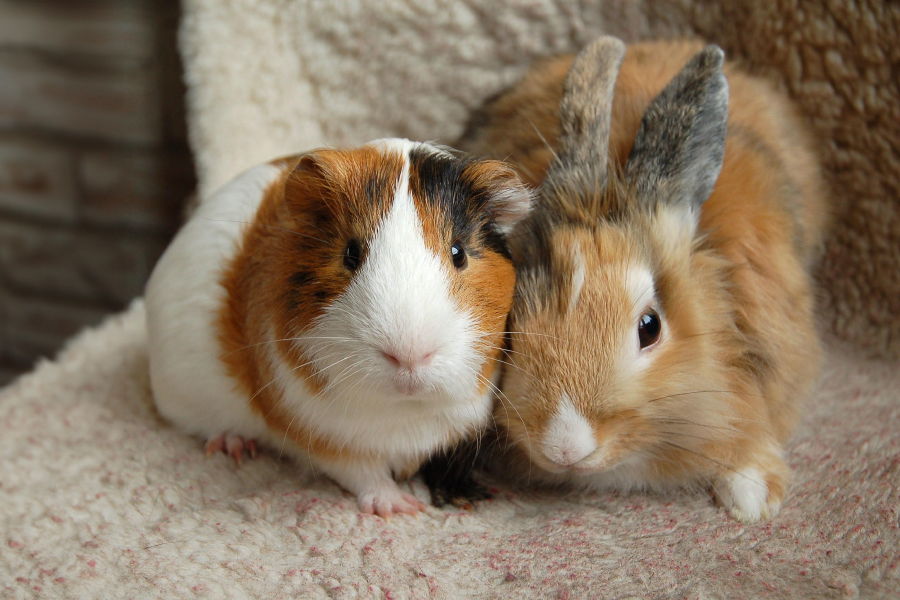 Kaninchen und Meerschweinchen