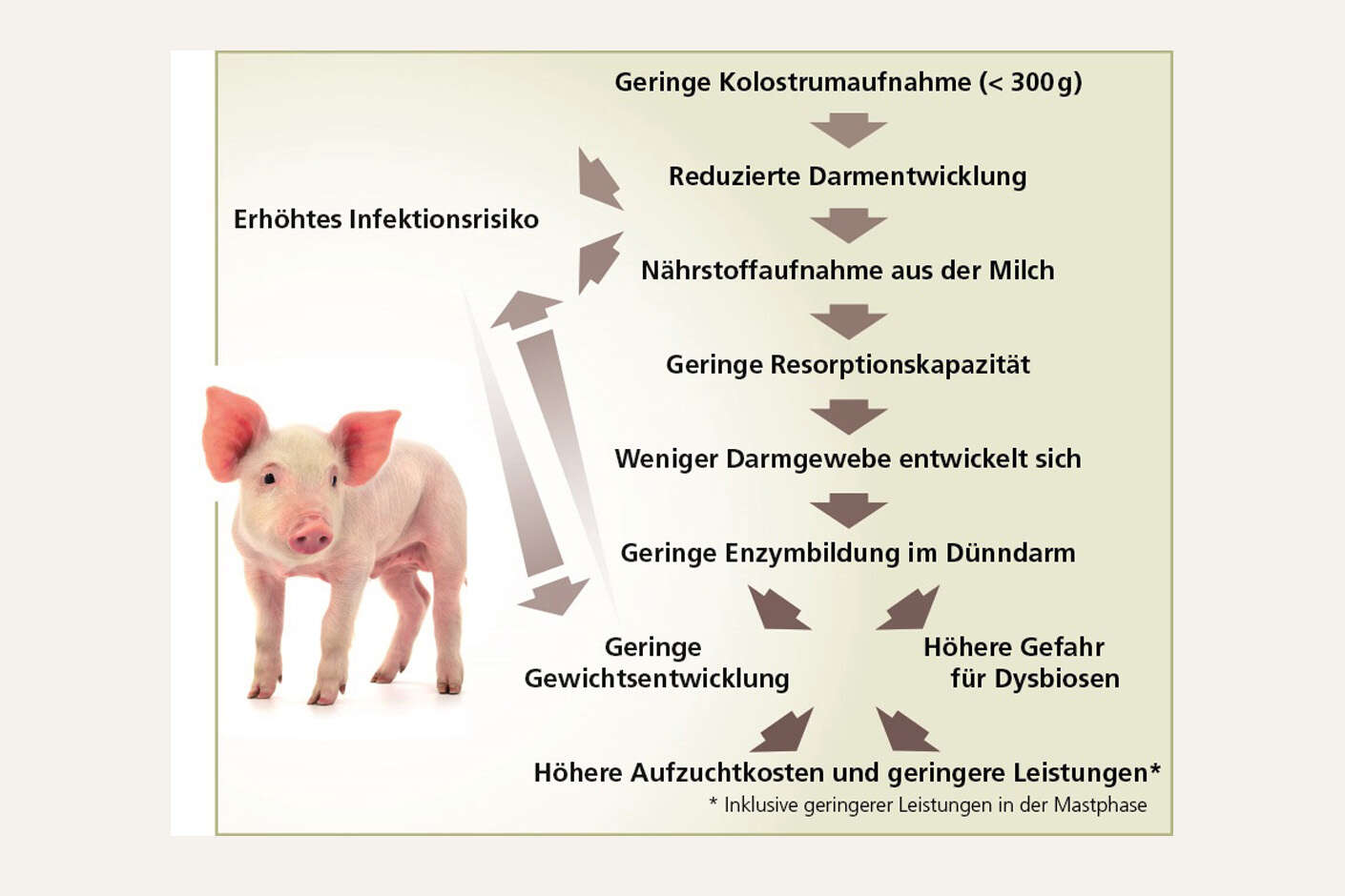 Grafik zu den Auswirkungen von zu geringer Kolostrumaufnahme bei Ferkeln