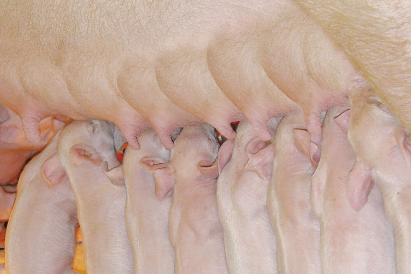 Neun kleine Ferkel säugen bei Sau