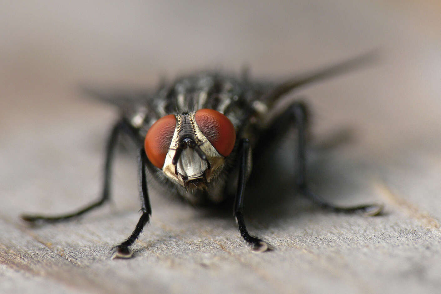 Fliege