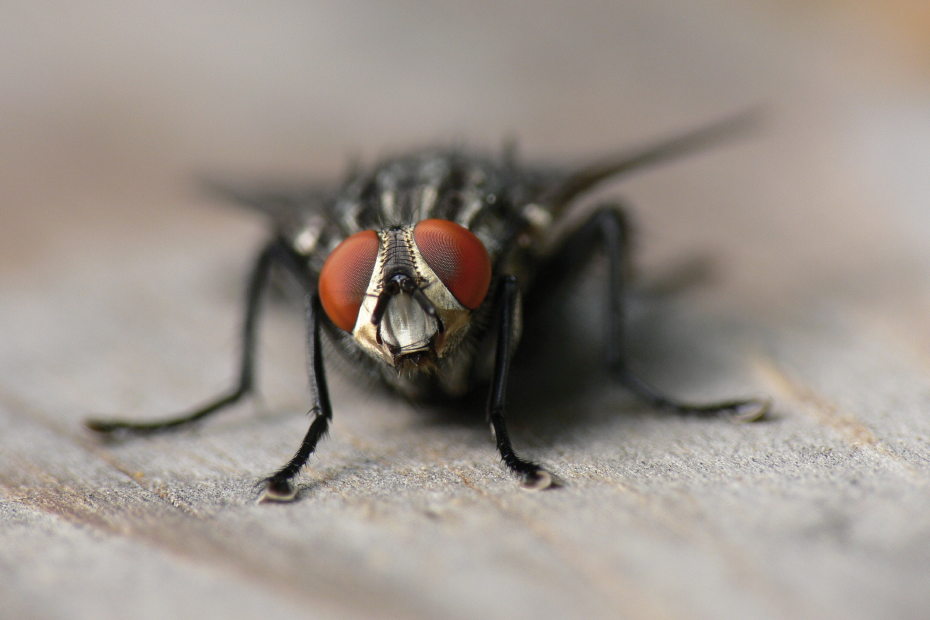 Nahaufnahme von einer Fliege, die auf Holz sitzt
