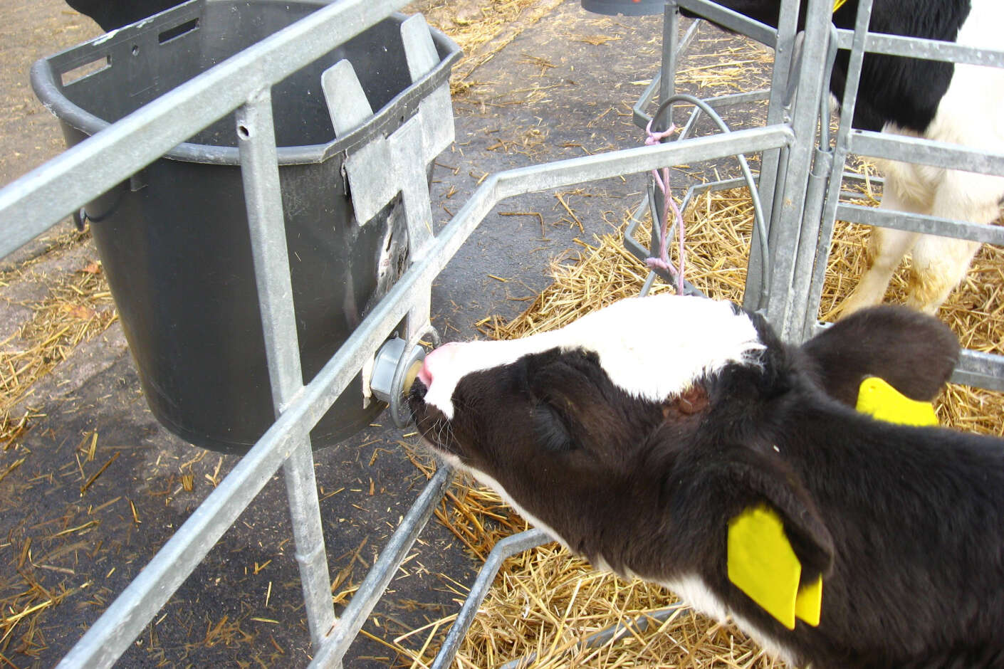 Kalb an Nuckeleimer