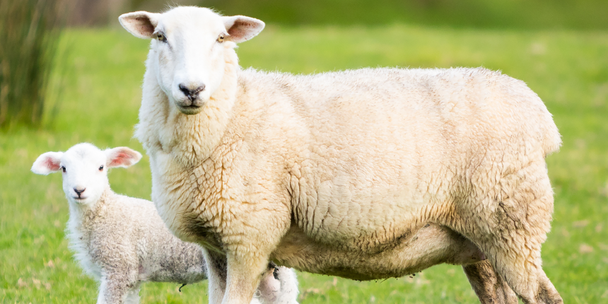 Fachtagung Schaf der AGRAVIS