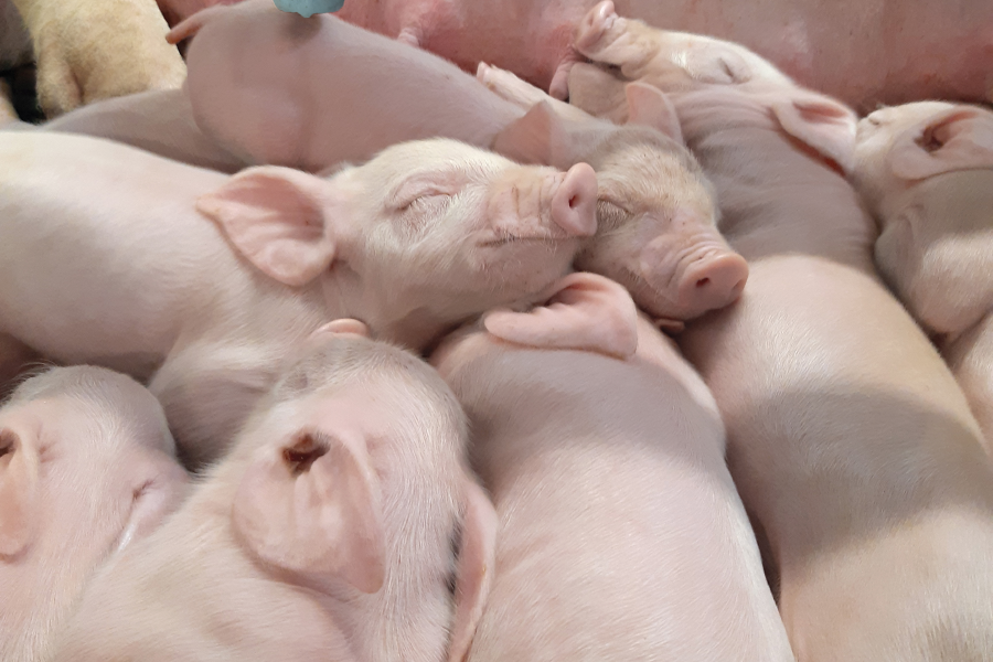 Ferkel schlafend an Gesäuge der Sau