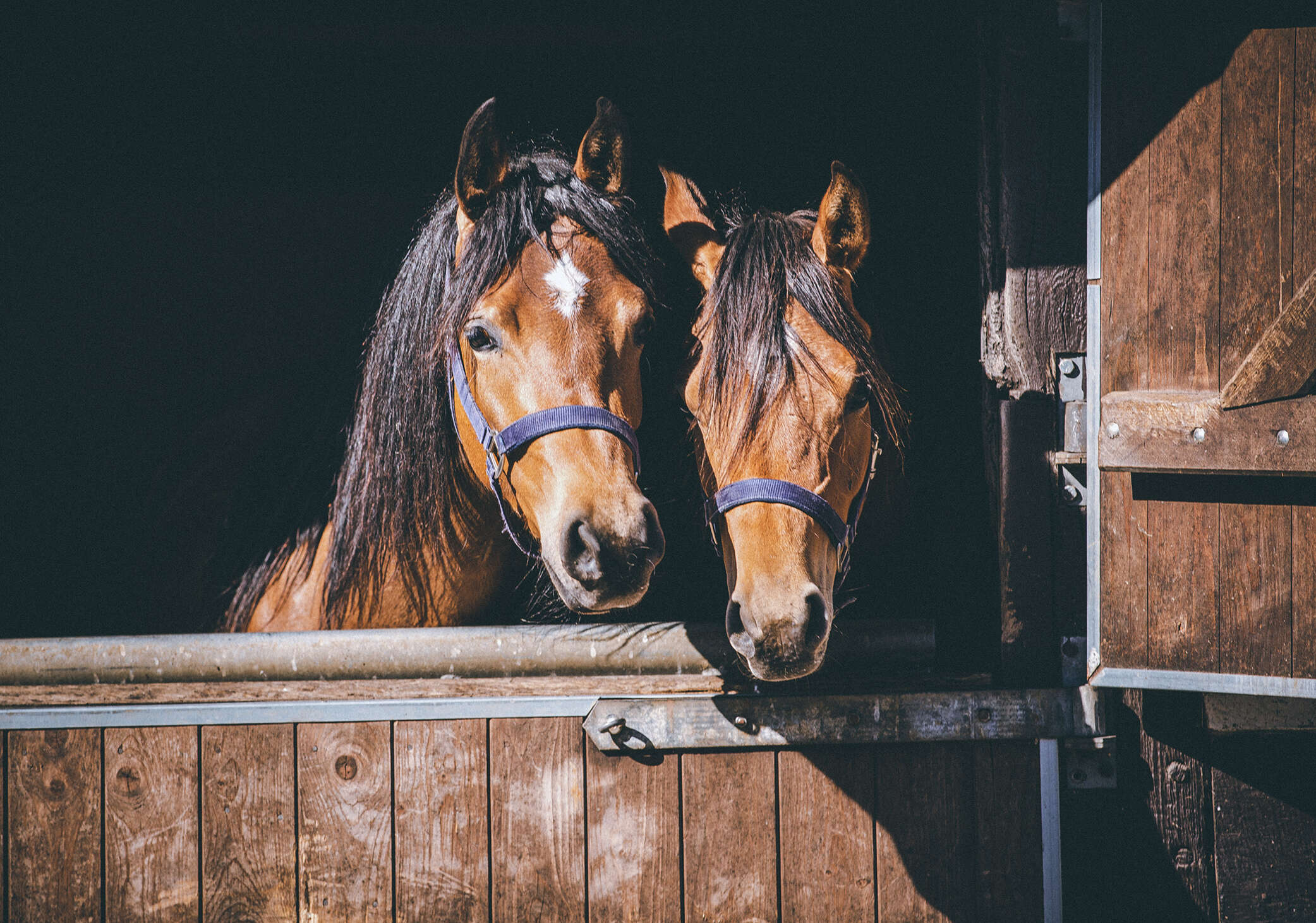 2 braune Pferde gucken zusammen aus deiner Stallbox mit offener, oberen Flügeltür