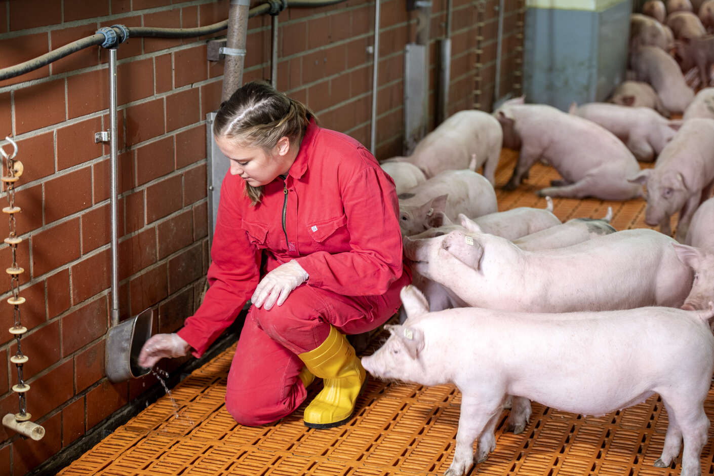 Die Tränke in einem Schweinestall wird gesäubert.