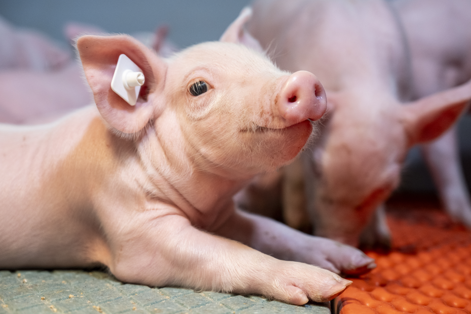Ferkel liegend in Abferkelbucht