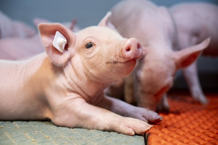 Ferkel liegend in Abferkelbucht