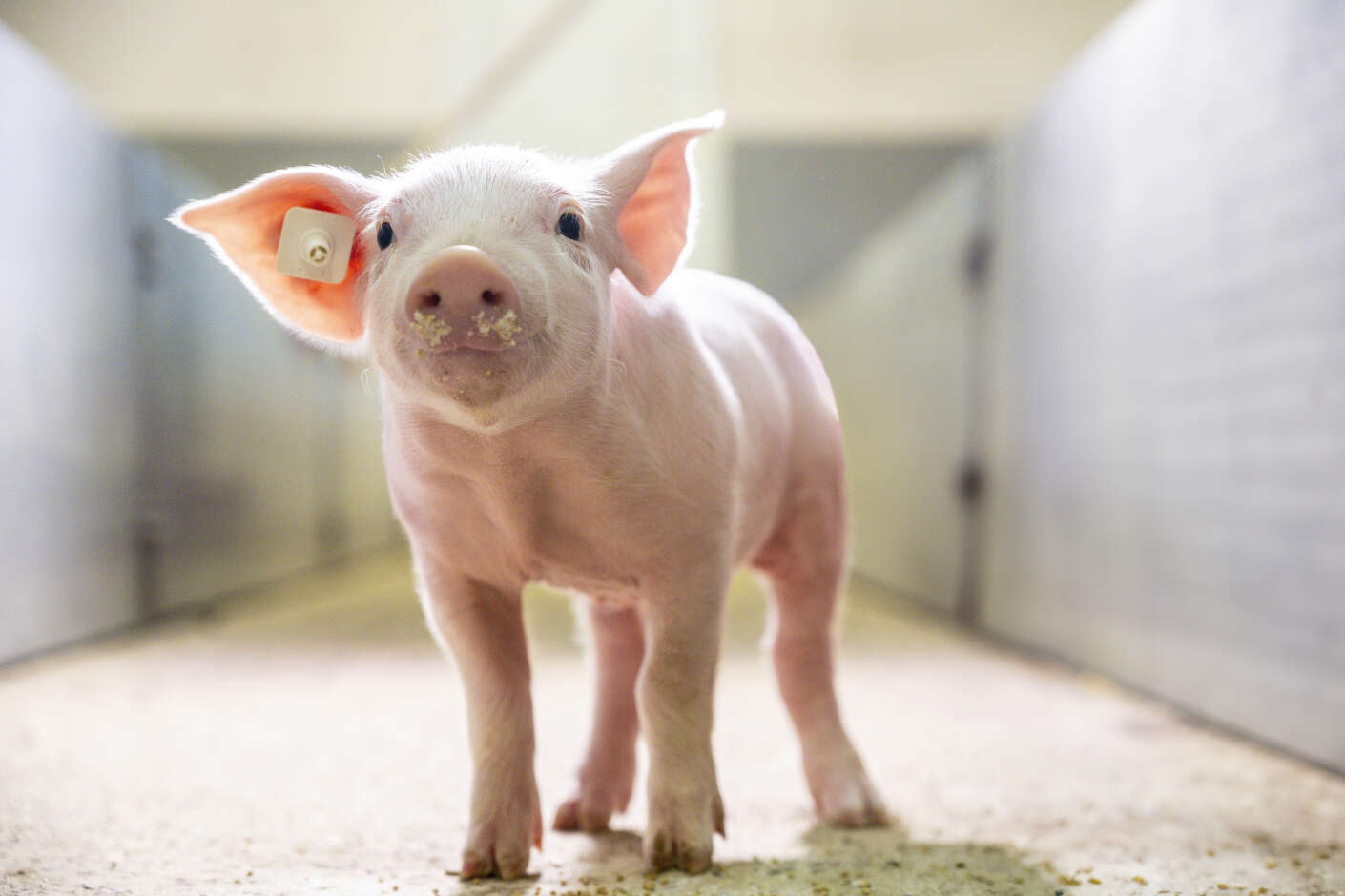 Ferkel steht im Stall und schaut in die Kamera