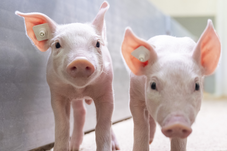 Zwei Ferkel in Zentralgang