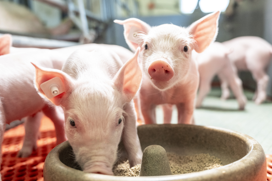 Zwei Ferkel stehen am Futtertrog, eins frisst und eins schaut in die Kamera.