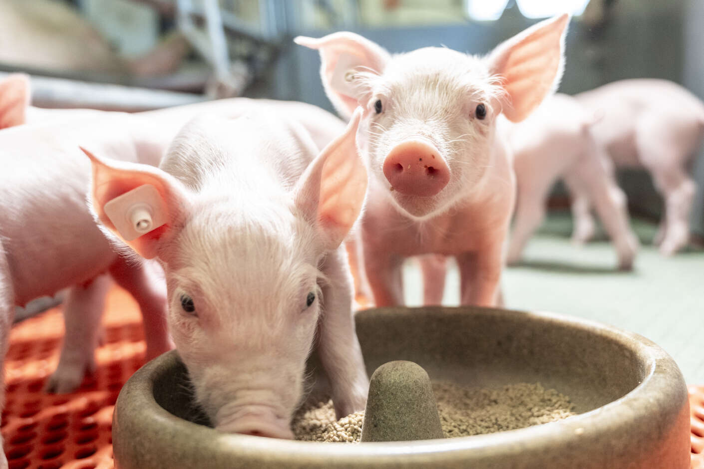 Zwei Ferkel stehen am Futtertrog, eins frisst und eins schaut in die Kamera.