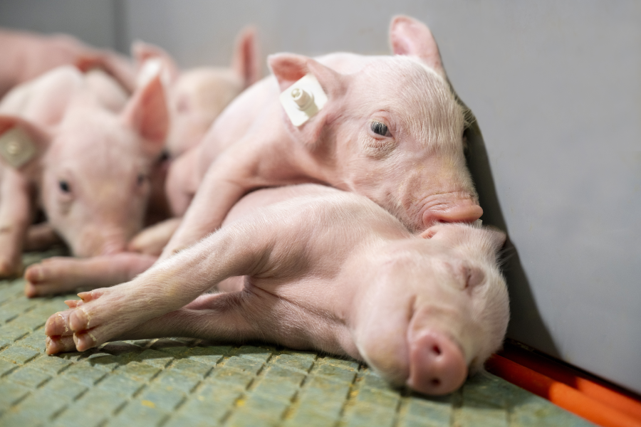 Ferkel schlafend in Bucht