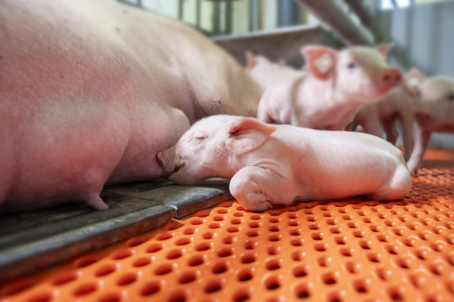 Ferkel schlafend an Gesäuge