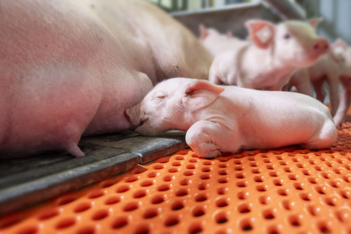 Ferkel schlafend an Gesäuge