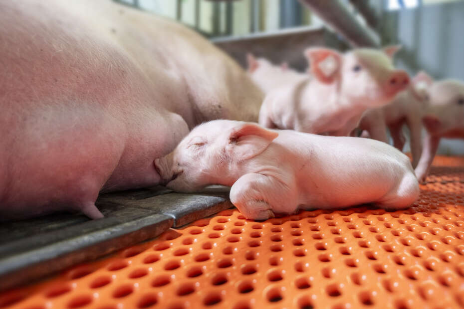 Ferkel schlafend an Gesäuge