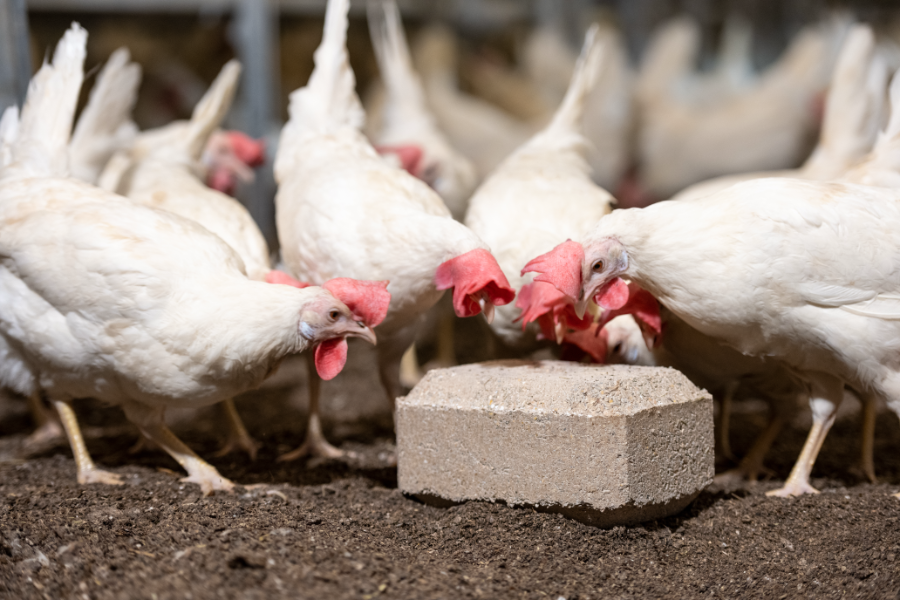 Hühner freuen sich über Beschäftigung, die ihnen ein Pickblock bieten kann.