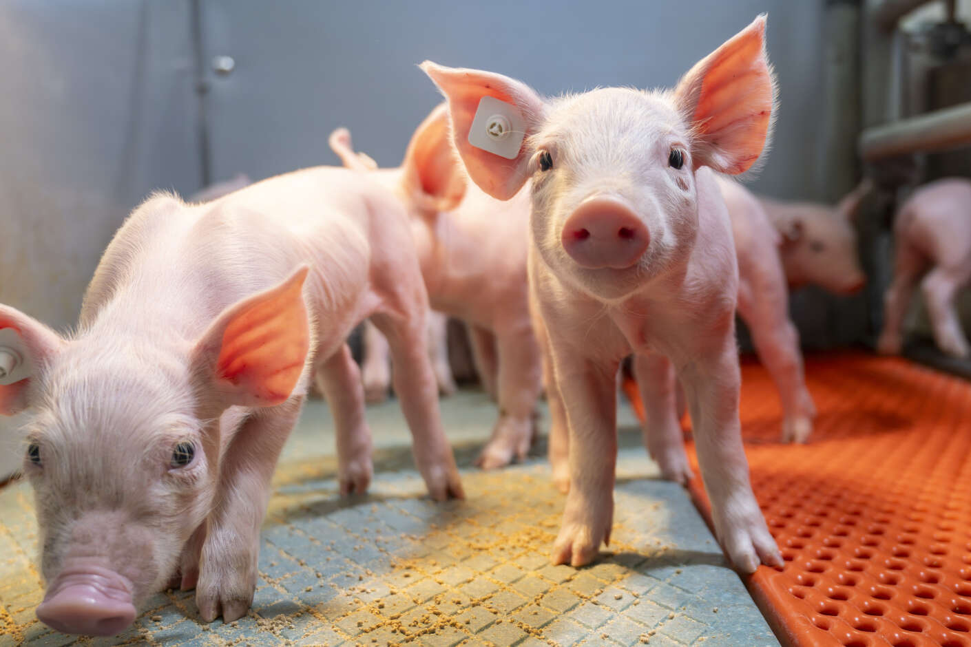 Ferkel stehen in Abferkelbucht und schauen in die Kamera