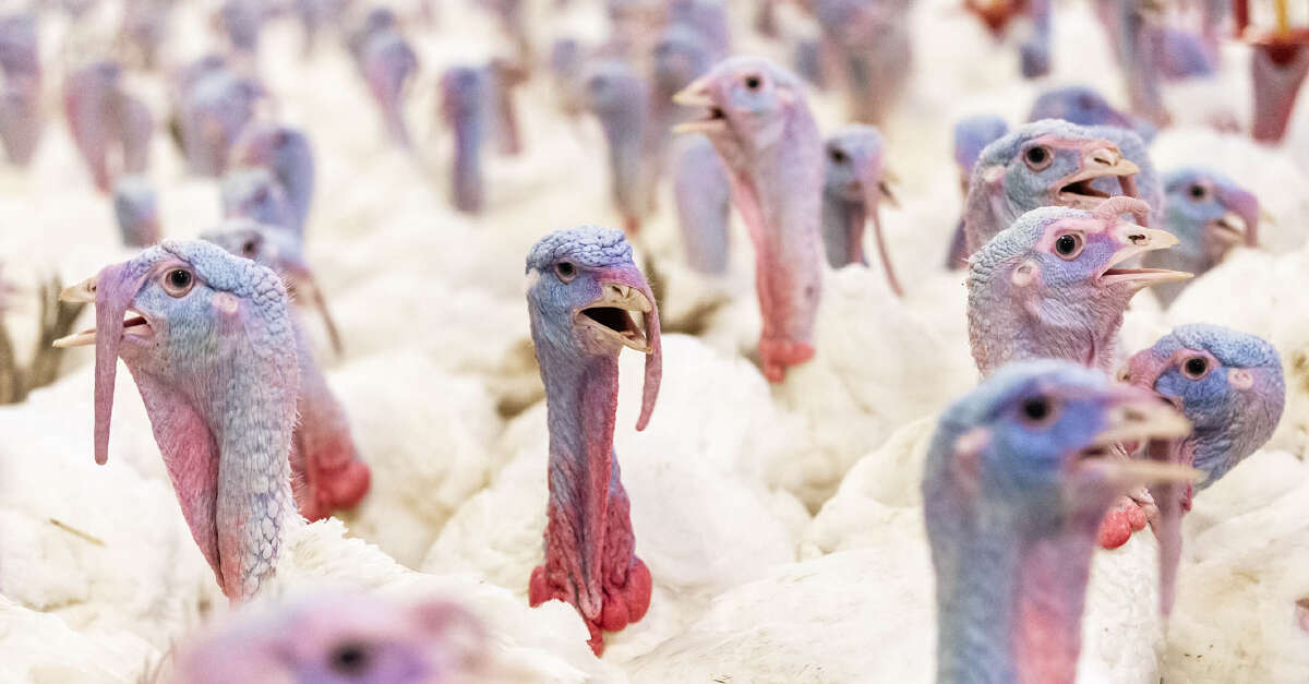 Putenhaltung - Fütterung und Haltung richtig managen