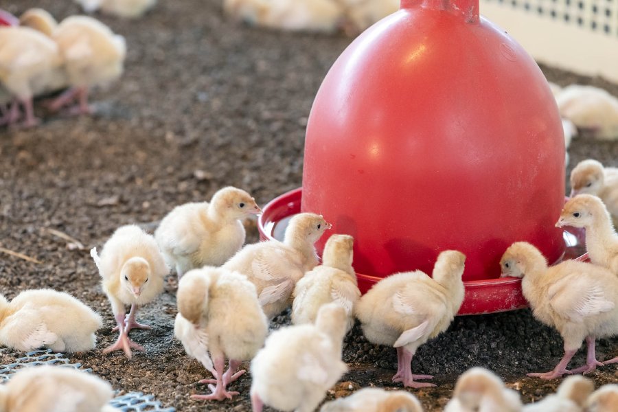 Vermeiden Sie Hitzestress bei Geflügel, etwa indem Sie ausreichend Flüssigkeit zur Verfügung stellen. 