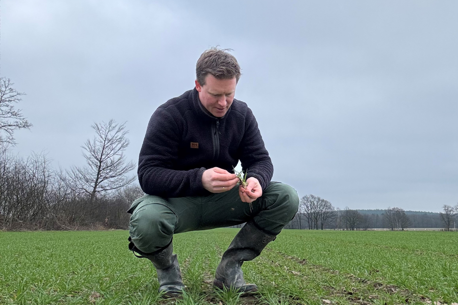 Pflanzenbau-Experte Arne Klages betrachtet junge Pflanzen auf Feld