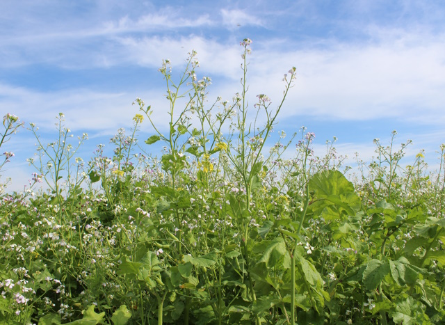 Zwischenfrüchte in Blüte