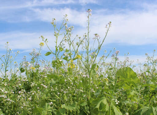 Eine Zwischenfrucht auf dem Feld.