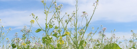Zwischenfrüchte in Blüte
