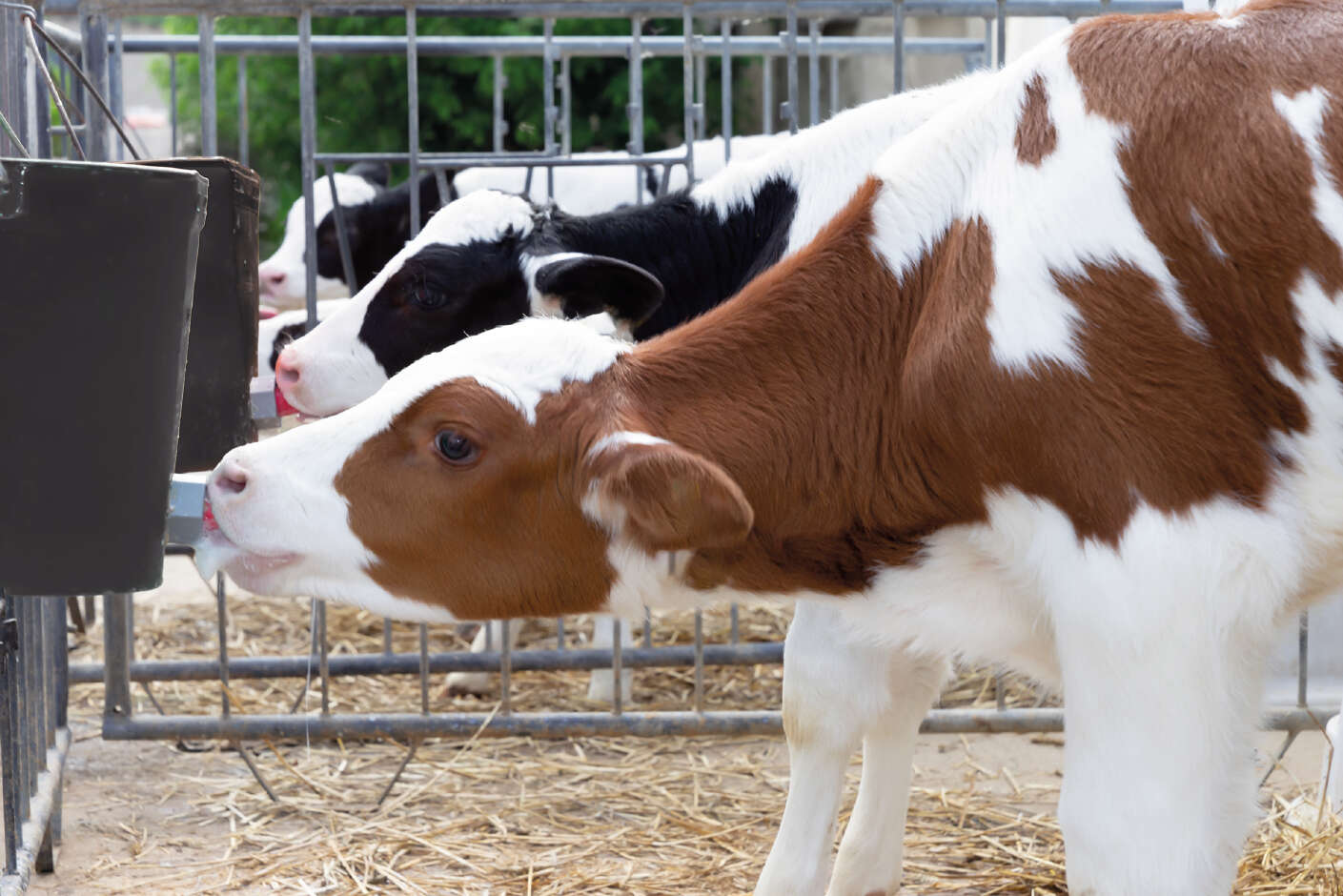 Ein Kalb steht im Stall an der Kälbertränke