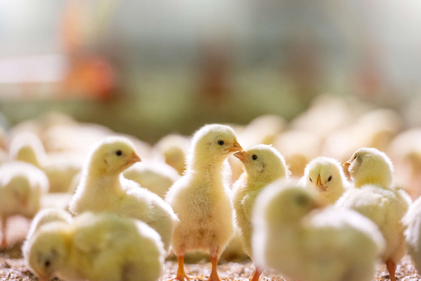 Viele Küken in einem Stall.