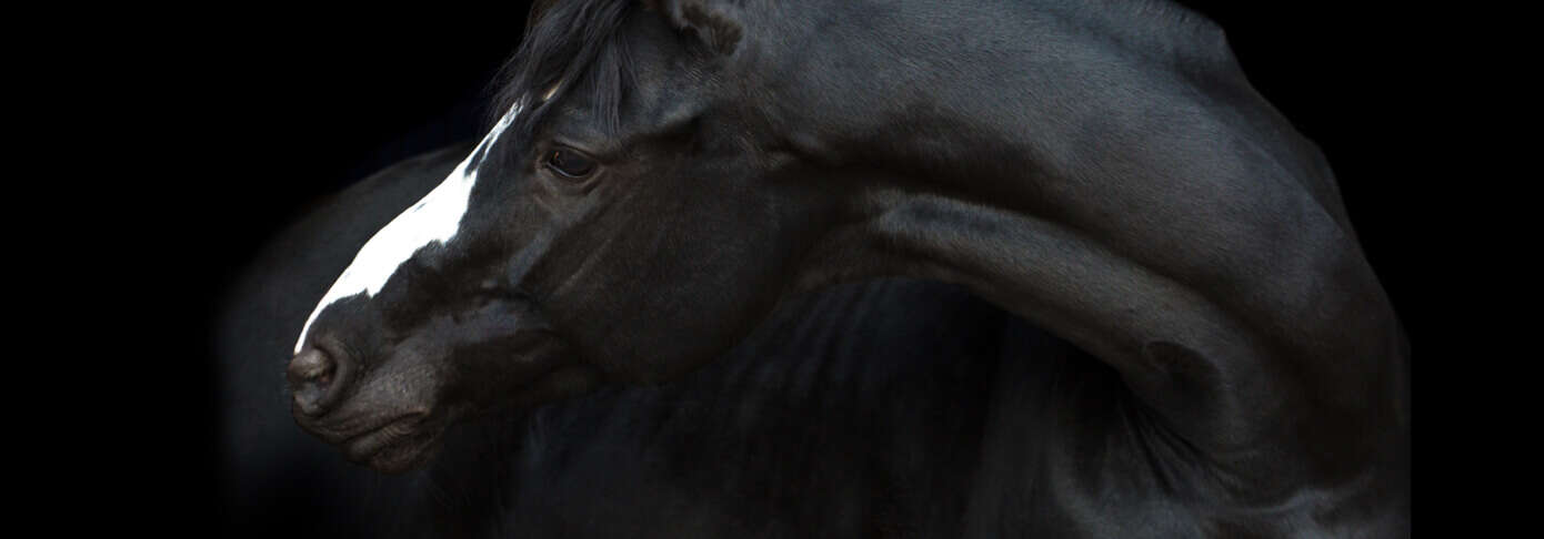 teaserbild hoeveler equinova einstiegsbanner pferdefutter pferd ergaenzungsfutter supplemente