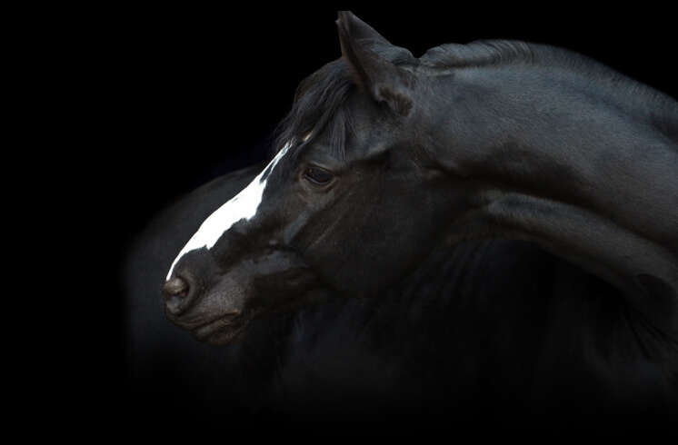 teaserbild hoeveler equinova einstiegsbanner pferdefutter pferd ergaenzungsfutter supplemente m