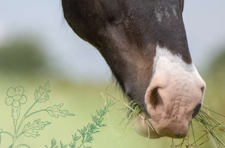teaserbild hoeveler herbs natur natuerlich einstiegsbanner pferdefutter pferd ergaenzungsfutter supplemente m