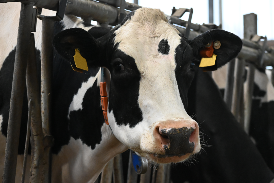 Eine Milchkuh steht im Stall und schaut in die Kamera.