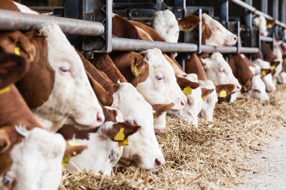 Mastbullen im Stall fressen