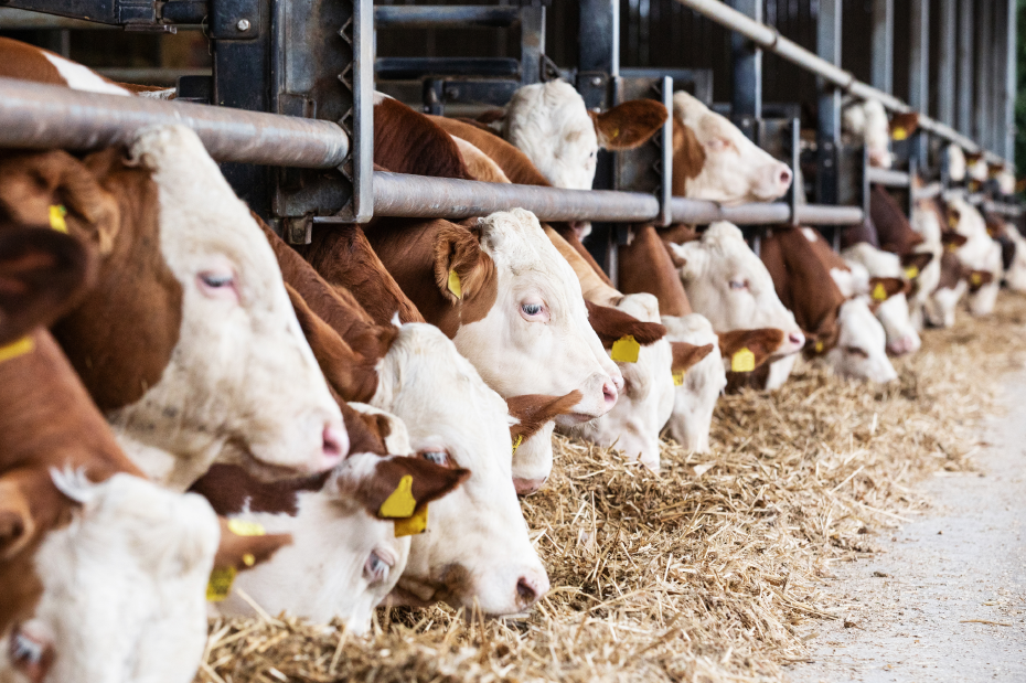 Rinder fressen im Stall