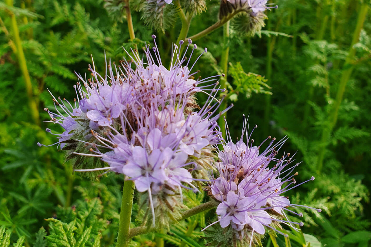 Phacelia