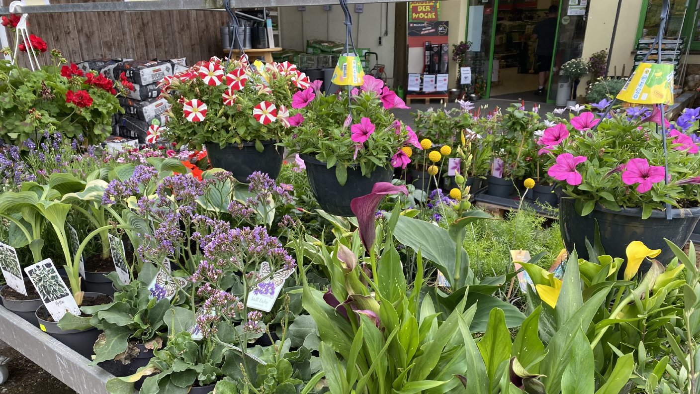 Tisch mit verschiedenen Blumen