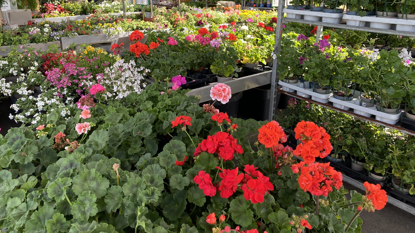 Pflanztische mit verschiedenen Blumen