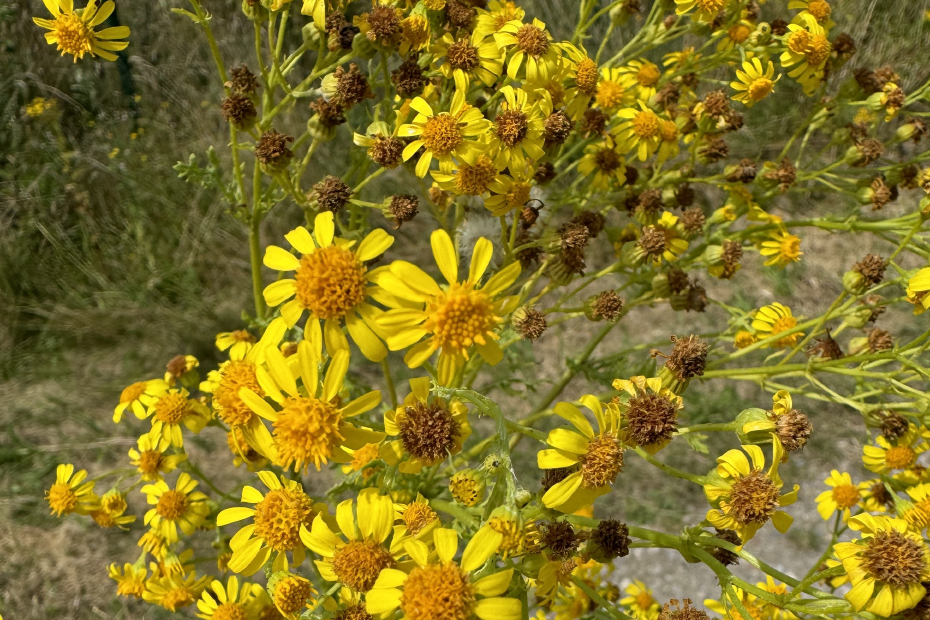 Nahaufnahme des Jakobkreuzkrauts, einer Giftpflanze mit gelben Blüten. 