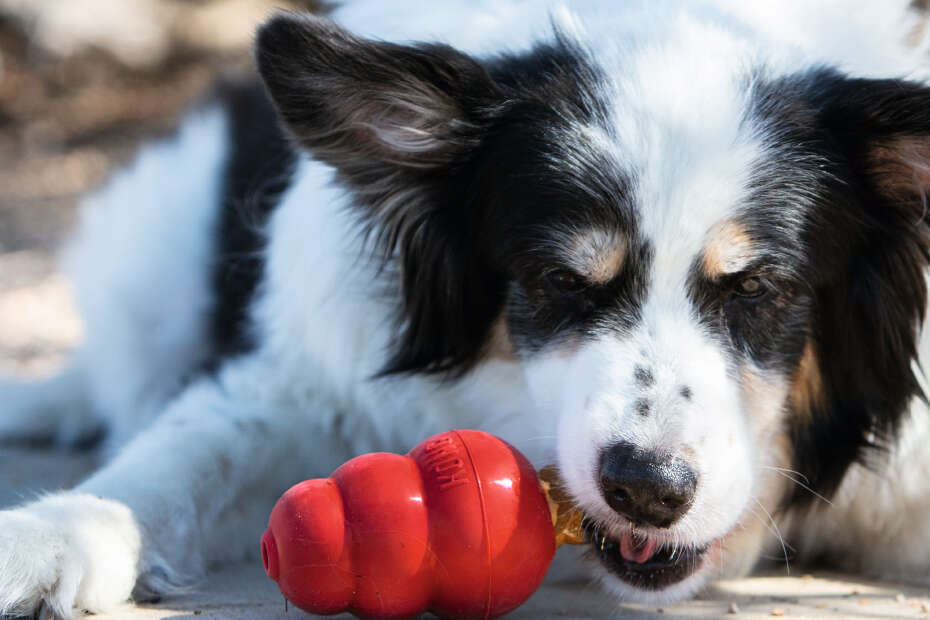 Ein Hund knabbert auf einem Spielzeug