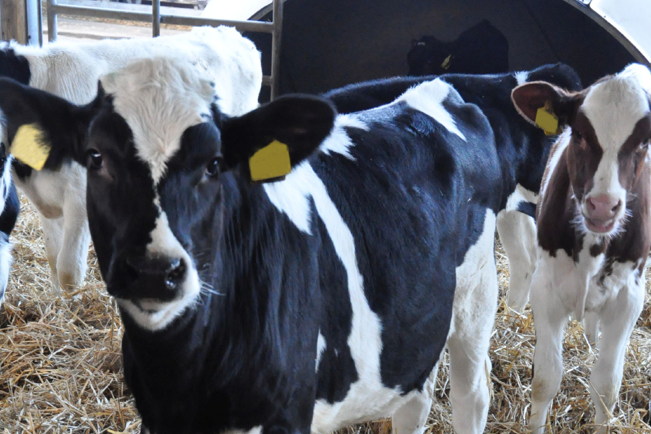 Kälber stehen im Strohstall