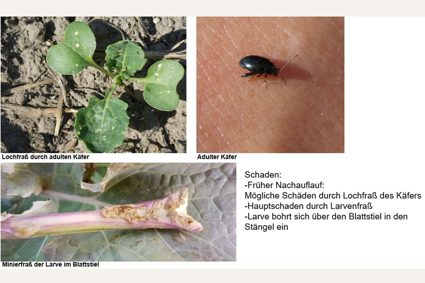 Rapserdfloh auf Pflanze und als Nahaufnahme